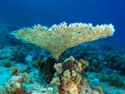 A nice big intact table coral. Not many of these left in ... by Nikki Van Veelen 